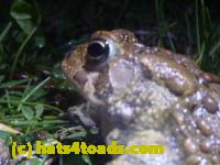 /home//u458753944/public_html/sourcegallery//Roxborough Toad Detour/2013-2019/2014/2014-04-22/P1160010.JPG